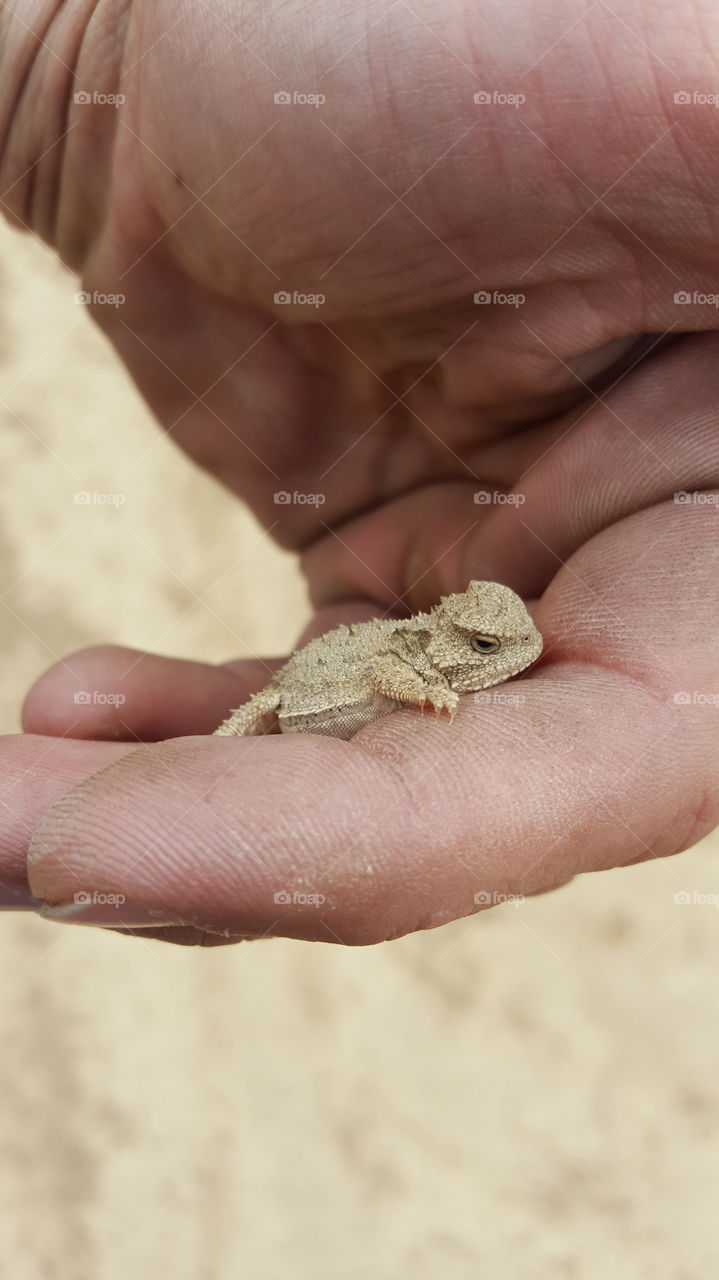 Baby Horny Toad