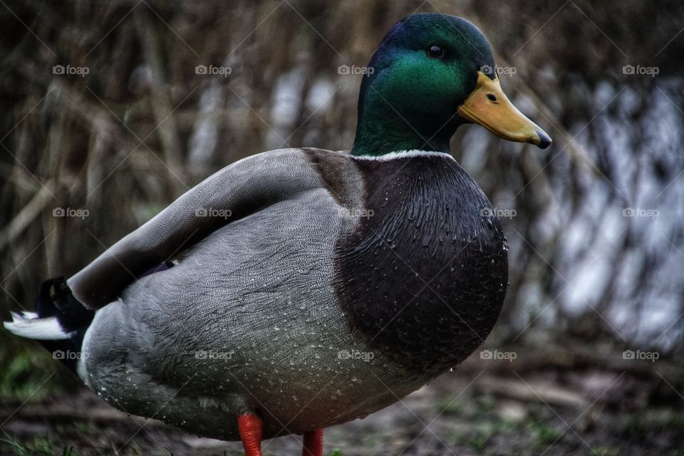 Mallard duck in winter