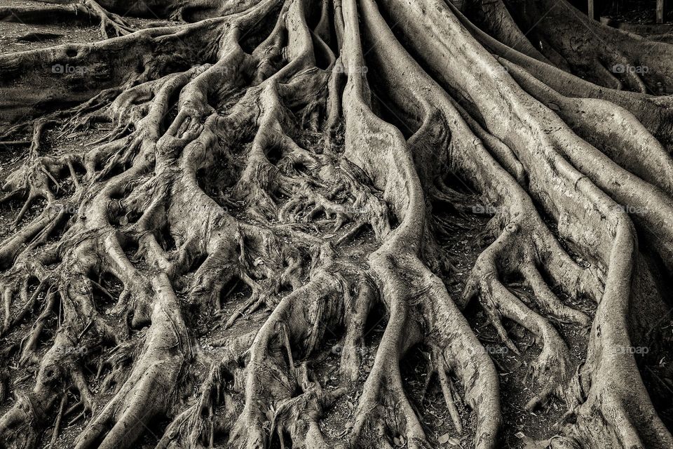 Withered, weathered, wrinkled, and worn. Roots reaching down like an old hand.