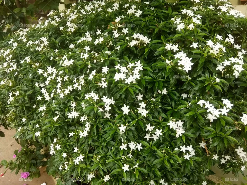 flower