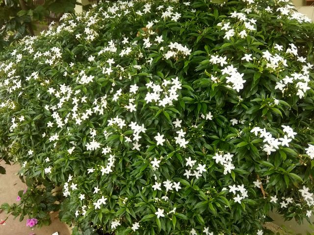 flower