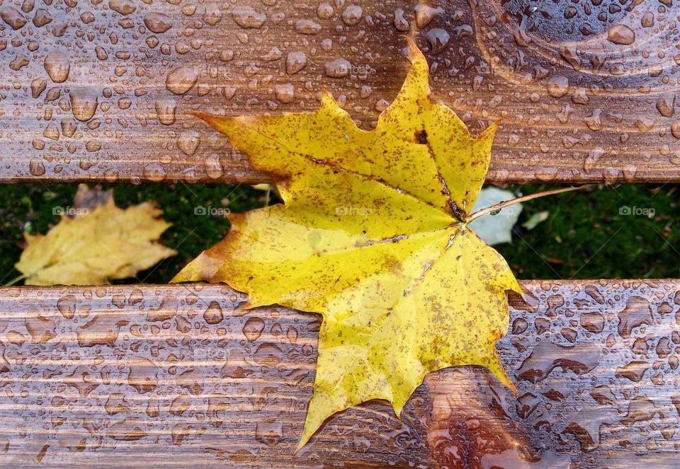 Did you take an umbrella? Rainy autumn day🍁☔ Maple leaf on a park wooden bench🍁