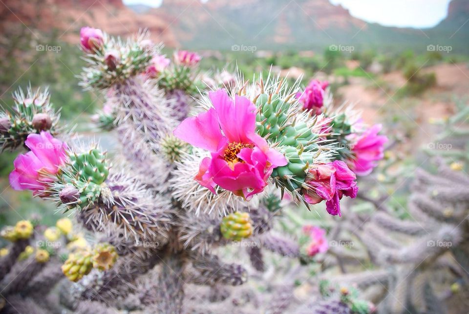 Arizona cactus