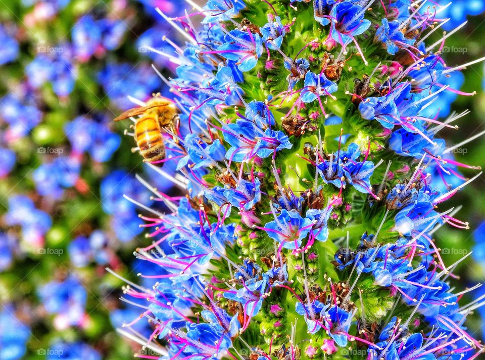 Bee Pollinating A Blue Flower. Honeybee at work