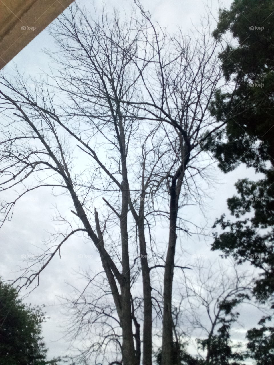 I call this tree skeletor