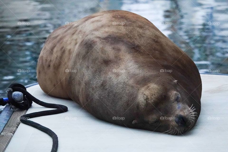A large California Sea Lion rests on a boat dock in Southern California