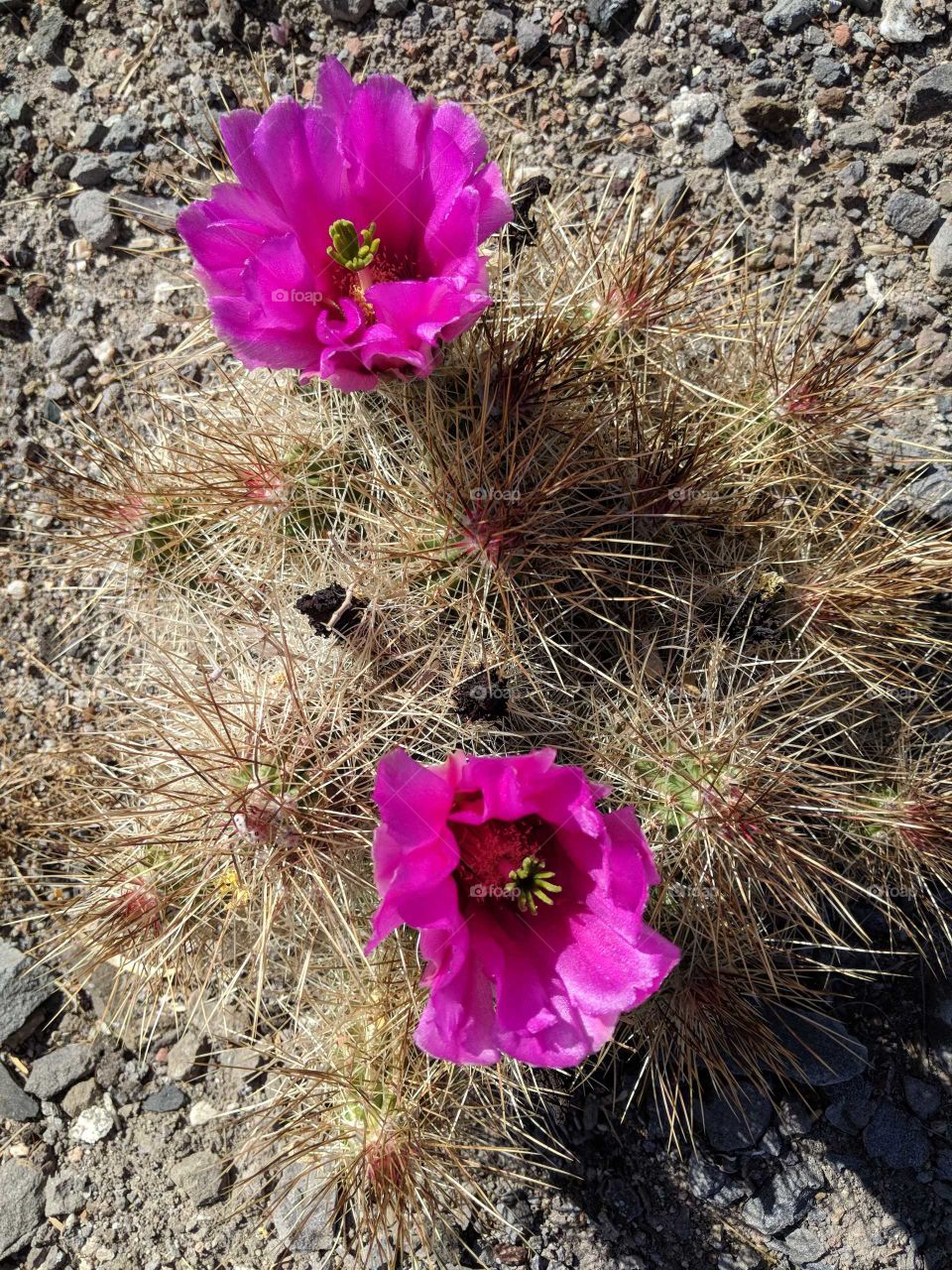 pink flower on cactus