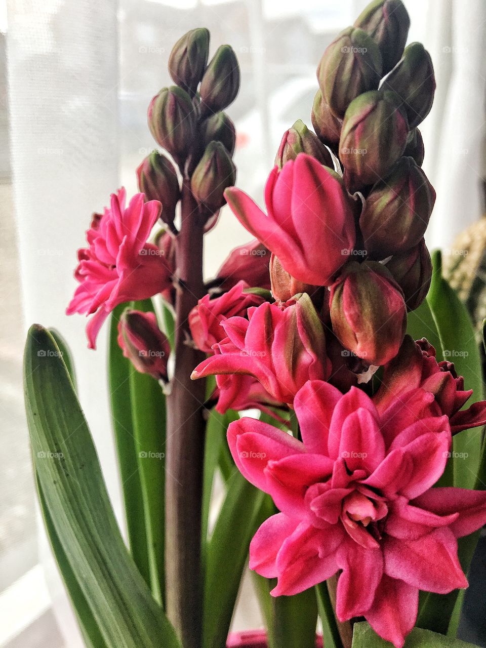 Pink hyacinths 