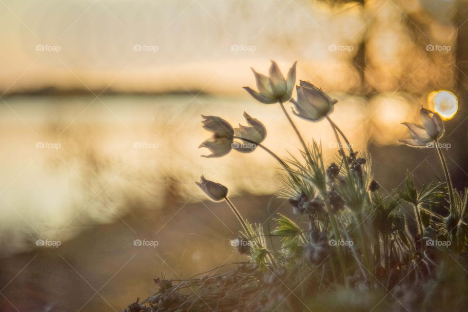 forest flowers. forest flowers at a sunset