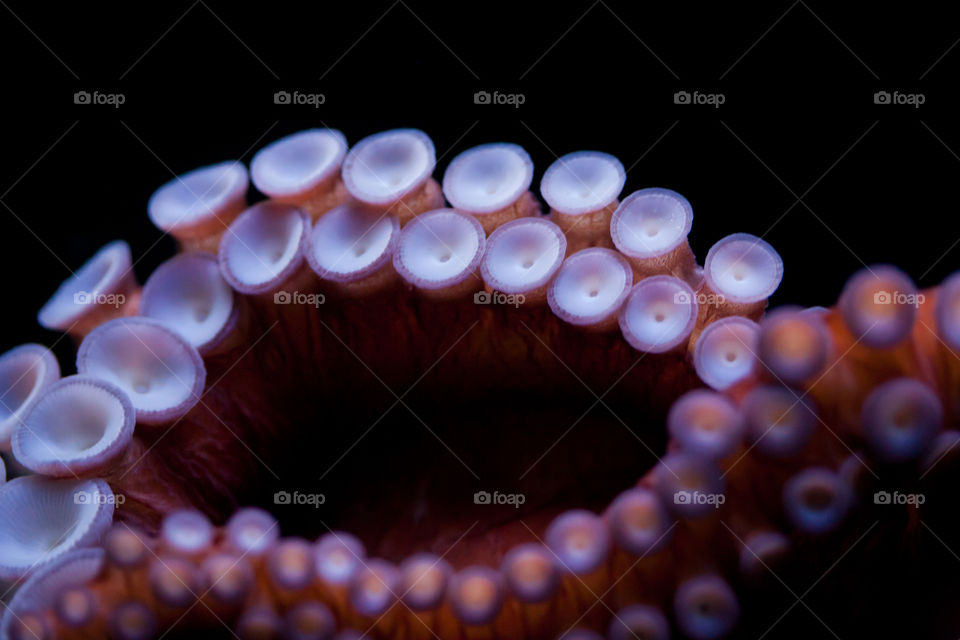 Octopus Tentacles