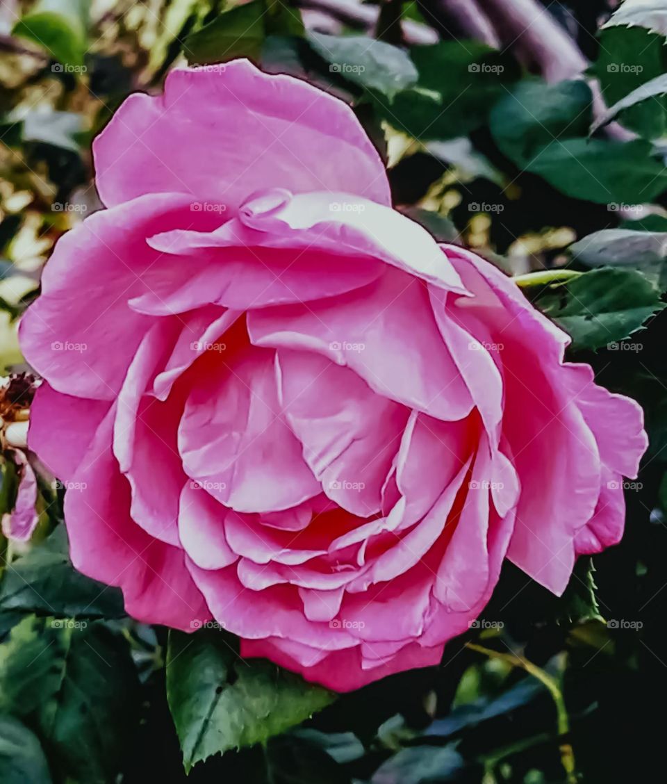 Beautiful  pink rose