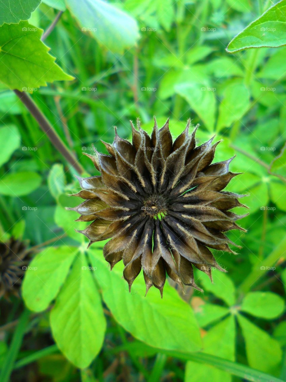 Indian Mallow fruit