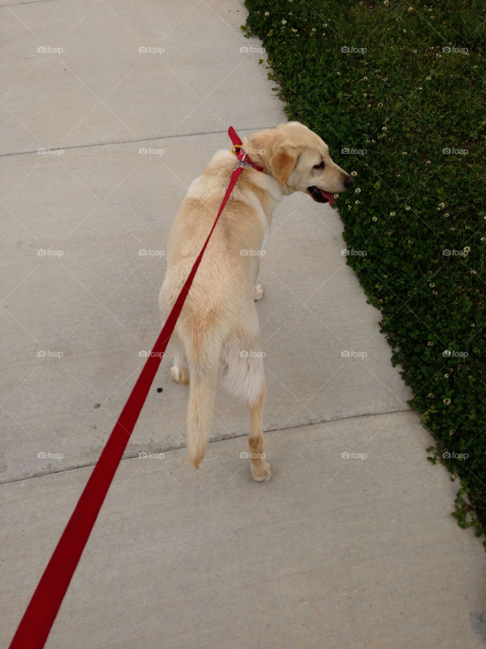 dog animal walking australia by splicanka