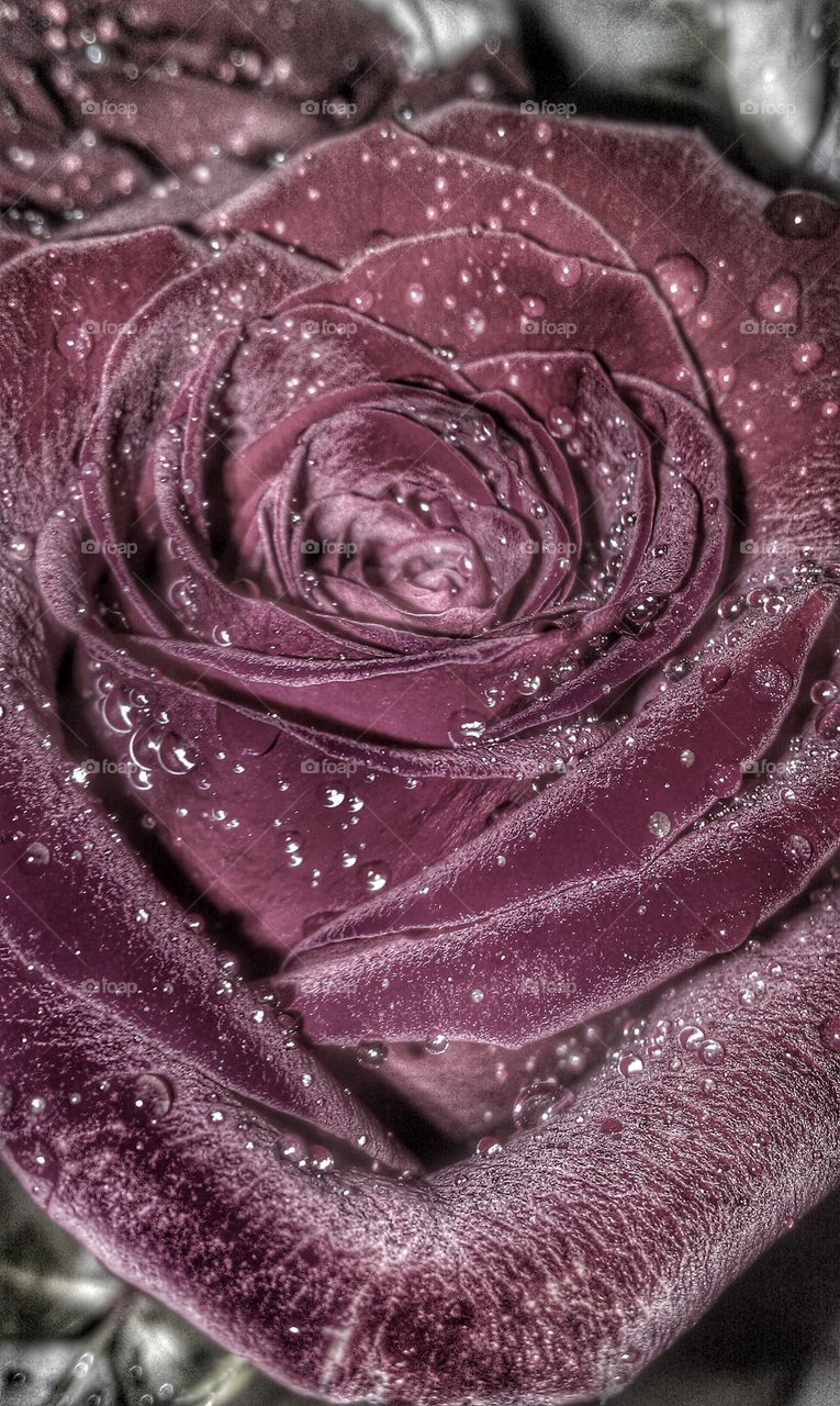 Big dark red rose and drops