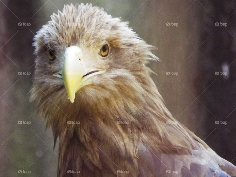 Close-up of eagle