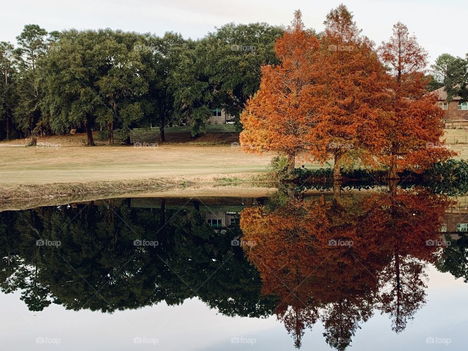 Colorful autumn fur trees reflecting in calm water surface. Bright and vibrant landscape scene. Nature background. Autumn foliage. 