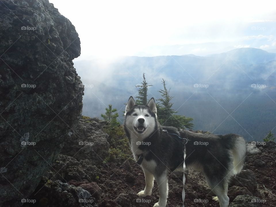 Husky on Red mountain