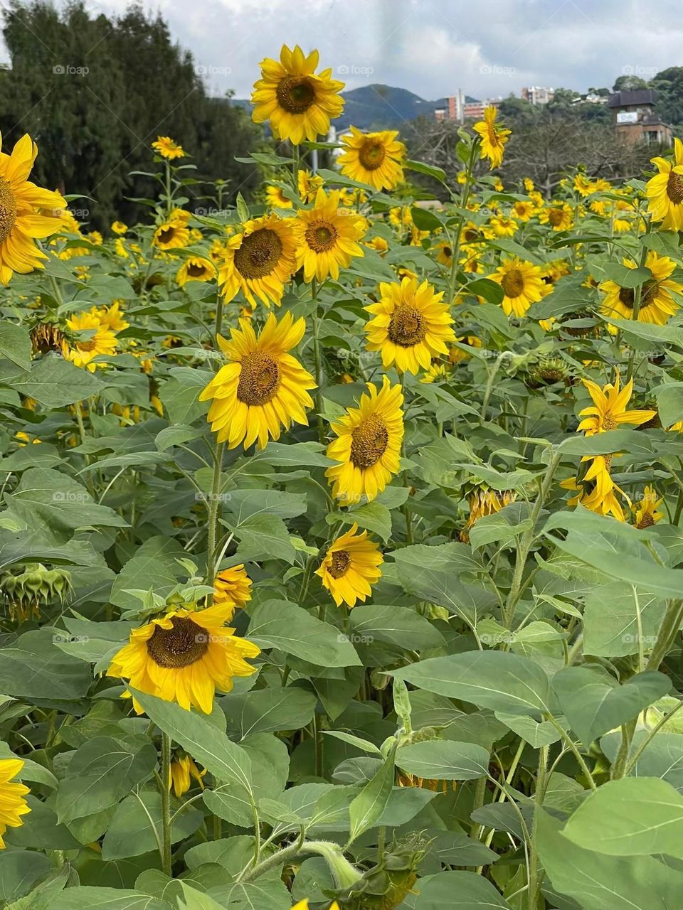 Beautiful sunflowers in bloom