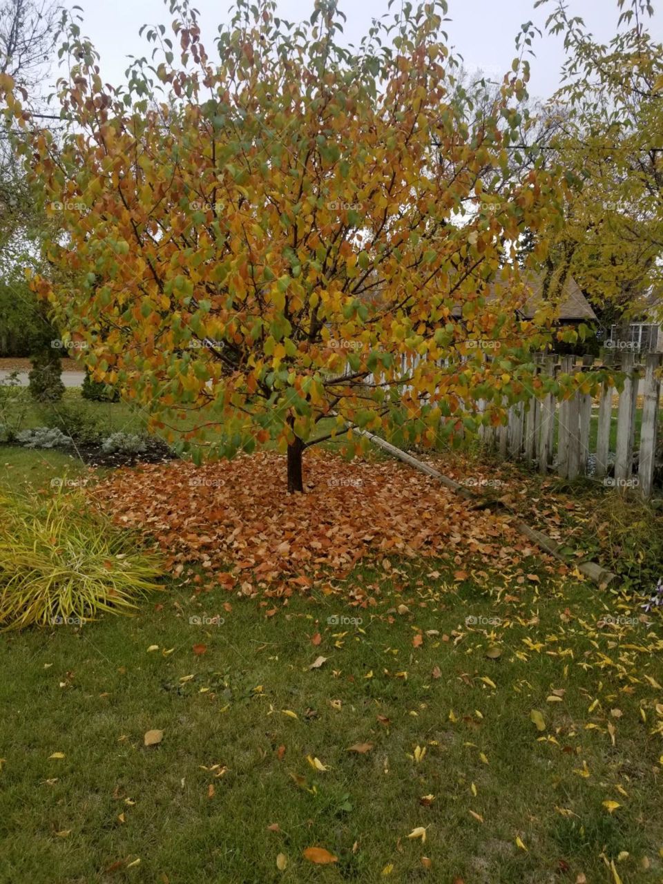 Apple tree in fall