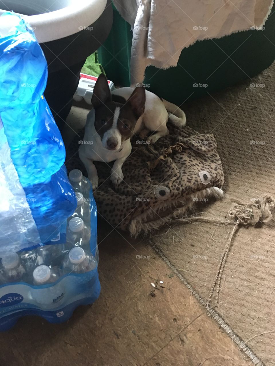 My little Gizmo looking at me in wonder. My big eared cutie is always intrigued.