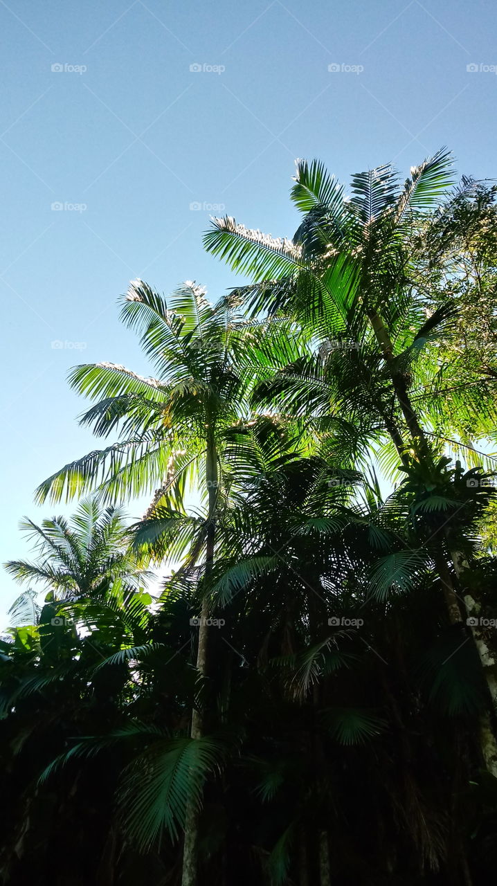 PAISAGEM NATUREZA PALMITO