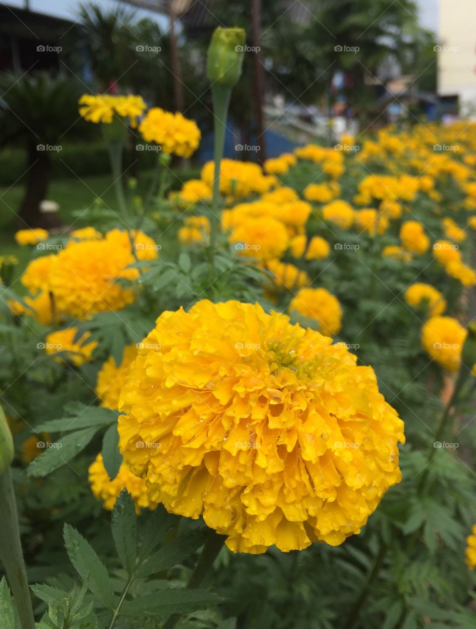 Marigold
