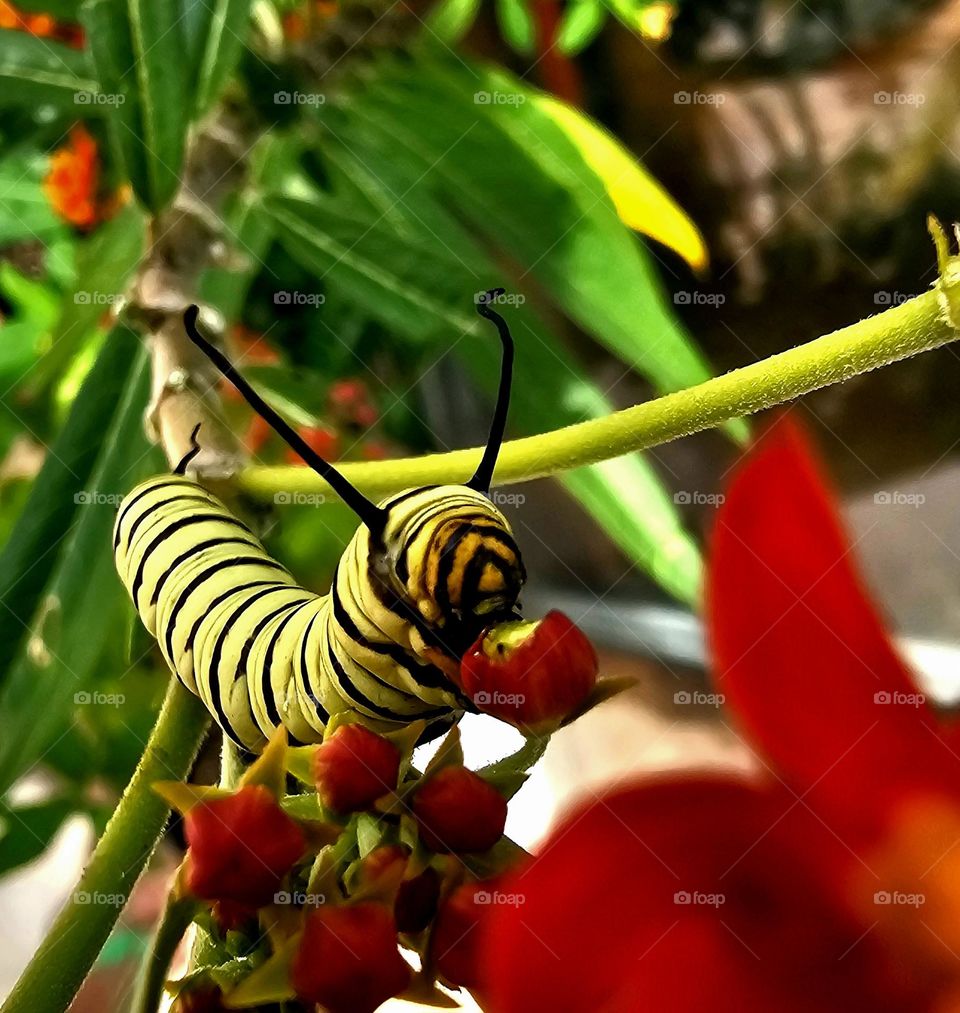 A Monarch caterpillar eating away at Asclepias or milkweed before becoming a gorgeous butterfly. Spring brings change; from caterpillar to butterfly. Metamorphosis of the season.