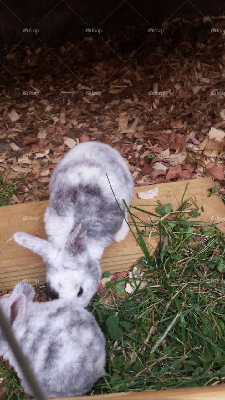 babies. spring bunnies 