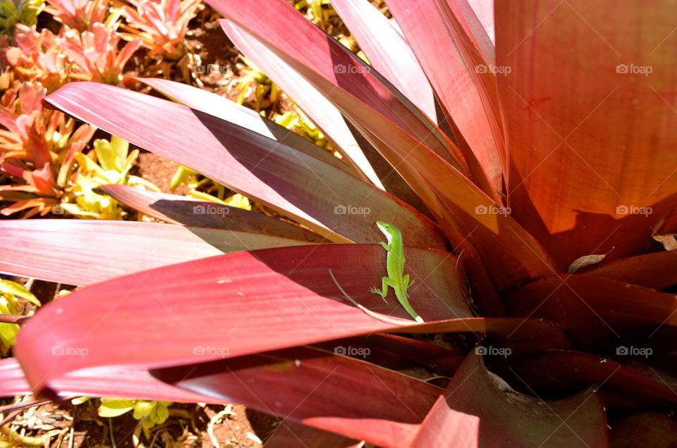 Gecko Standing. Gecko standing in Hawaii. 