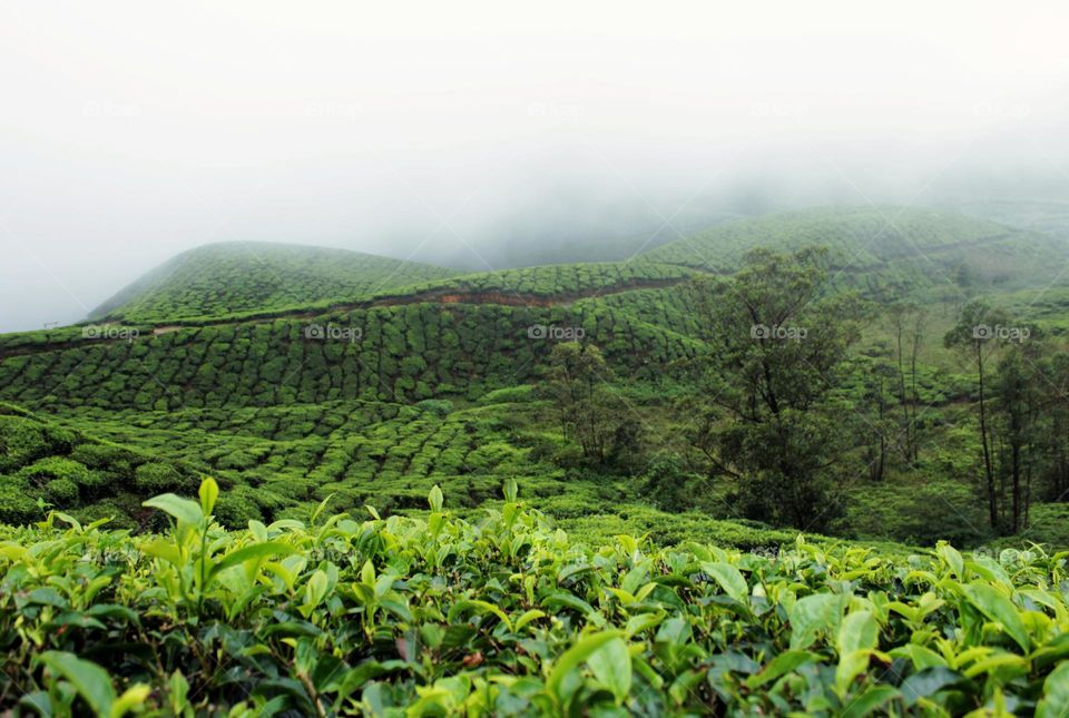 large numbers of tea plants