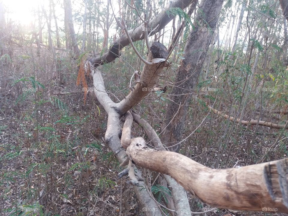 Dry tree log