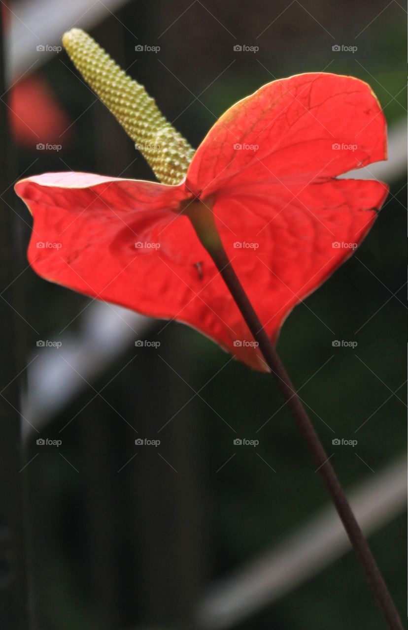 Red tropical flower closeup 