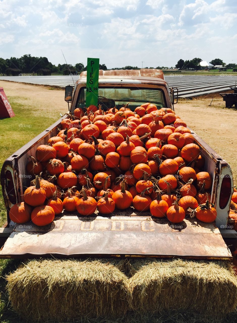 A truck full of pumpkins