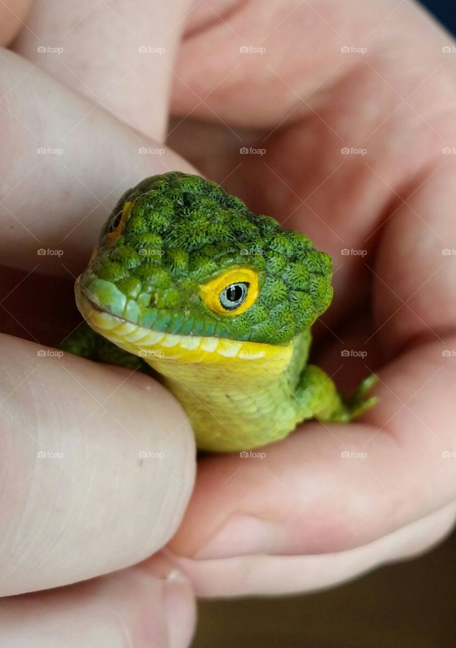 Aborial Alligator Lizard