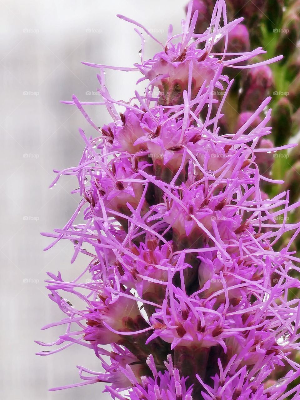 Blooming pink flowers