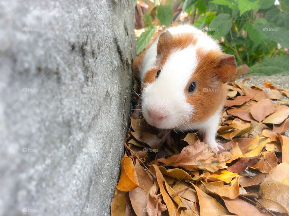 Guine pig