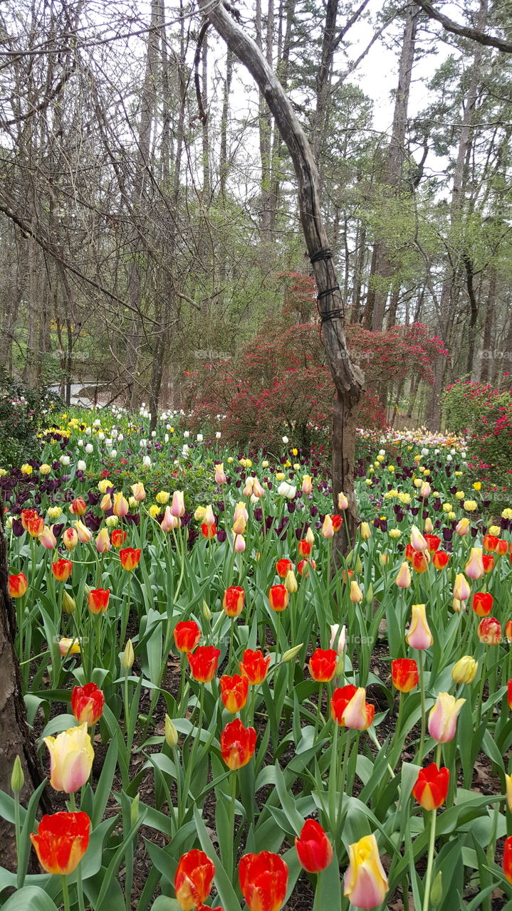 Flower, Garden, Nature, Leaf, Tulip