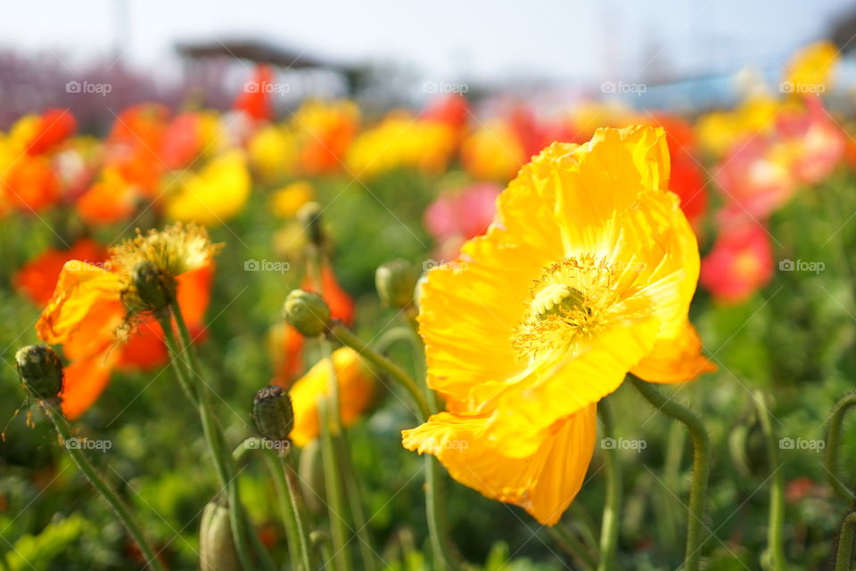 Flower bed