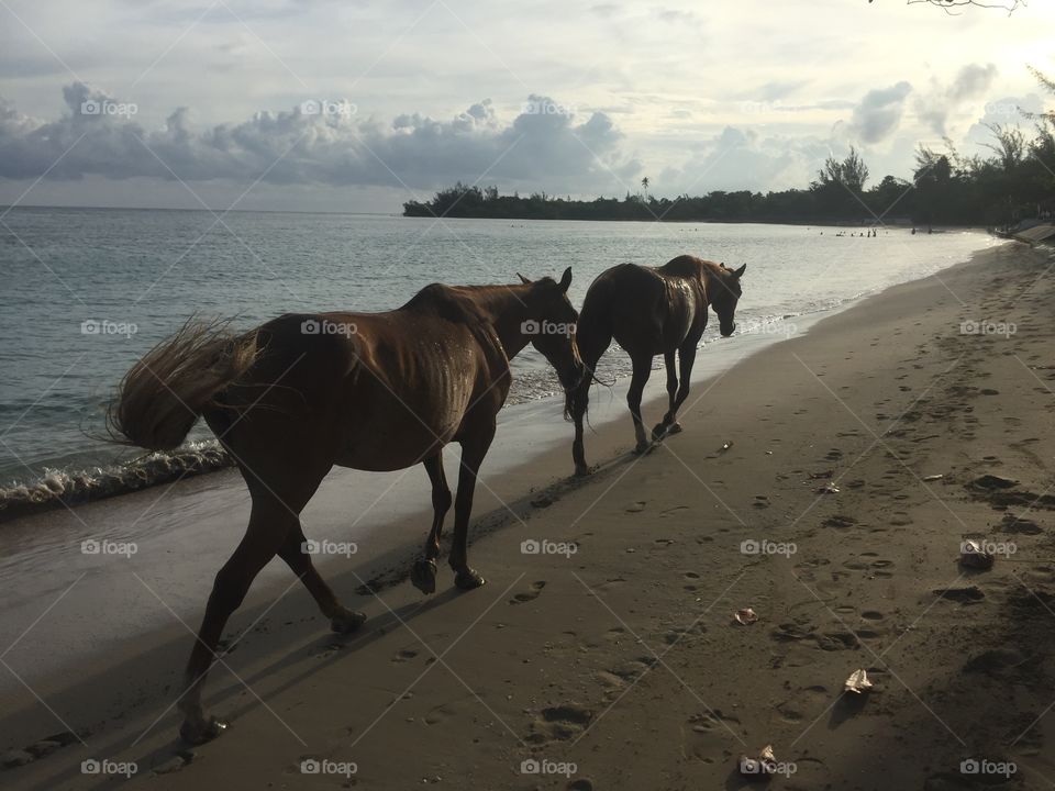 Horses on a beach