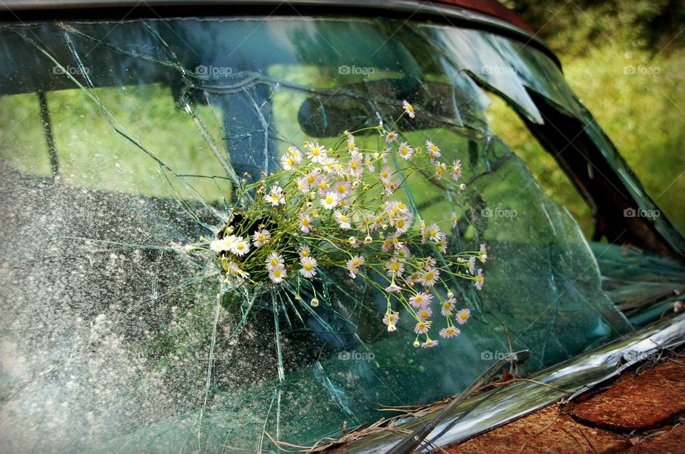 Flowers and windshield 