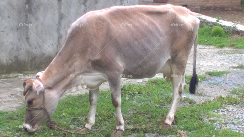 cow