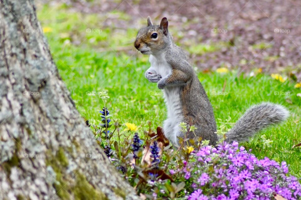 Squirrel on grass