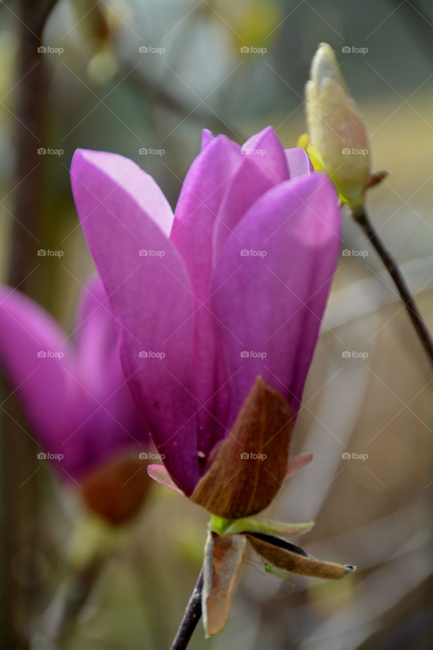 Tulip tree flowers 
