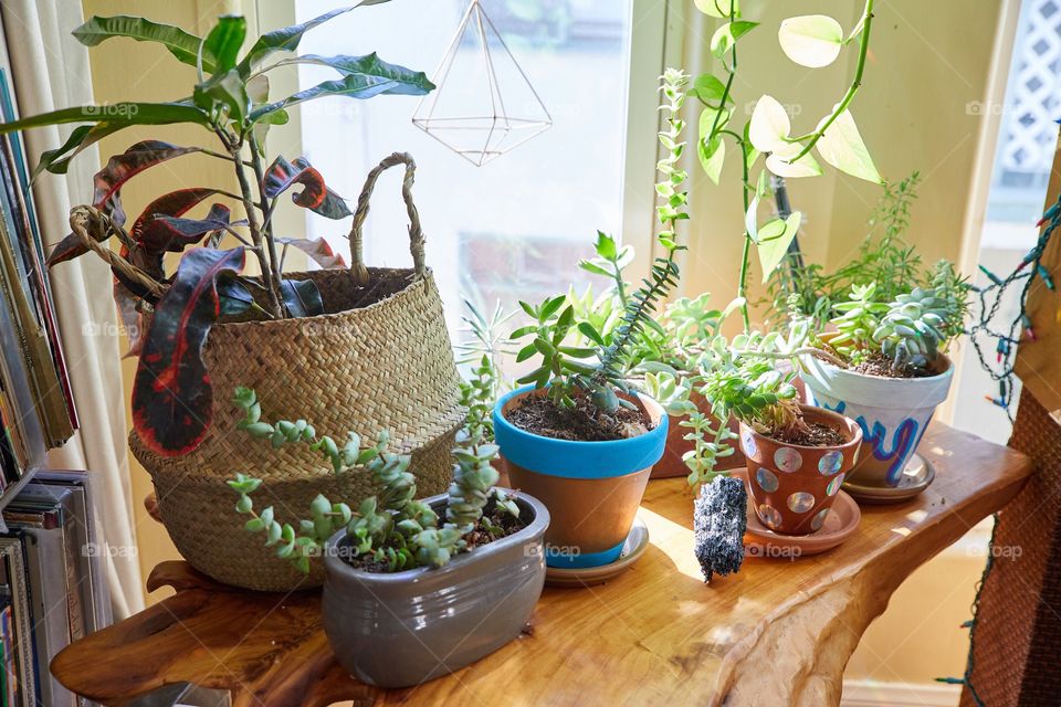 Happy sunbathing plant babies 