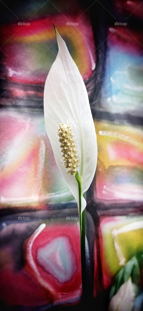 Spathiphyllum wallisii lírio da paz flower