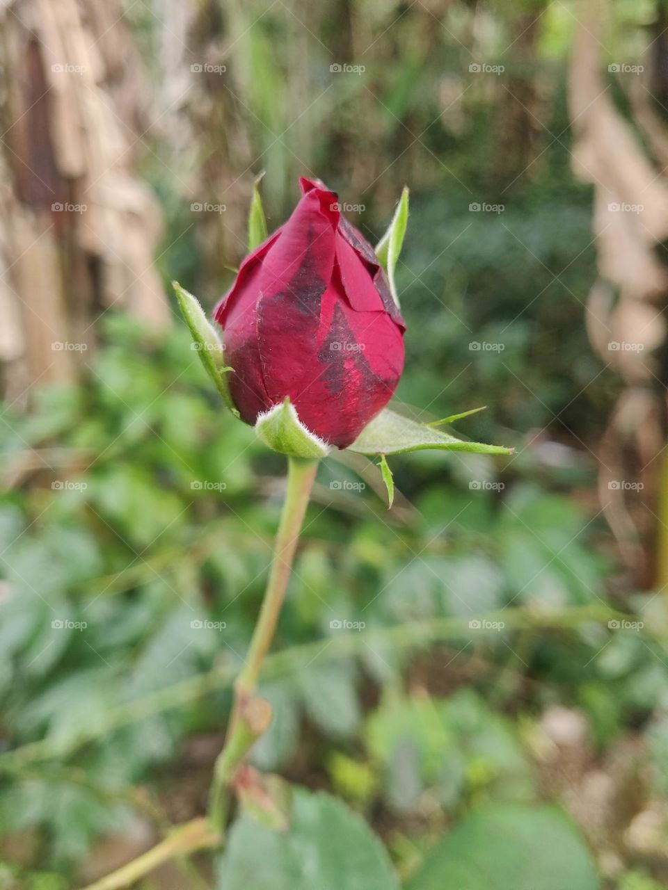 red rose