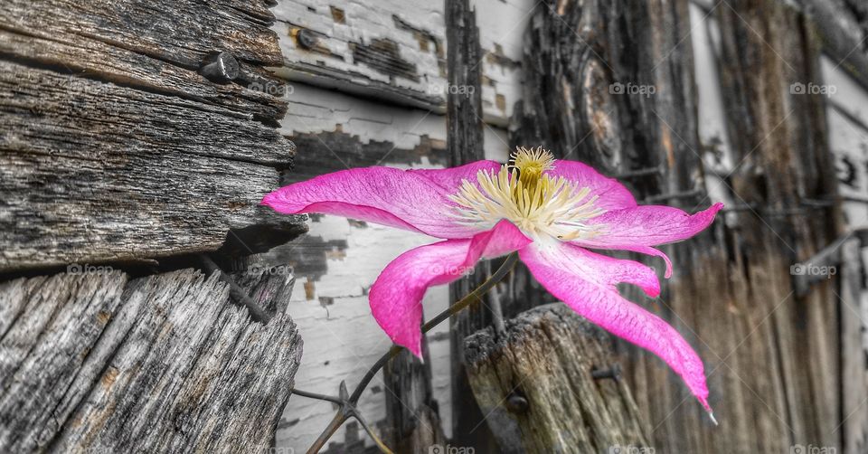 old wood and new bloom