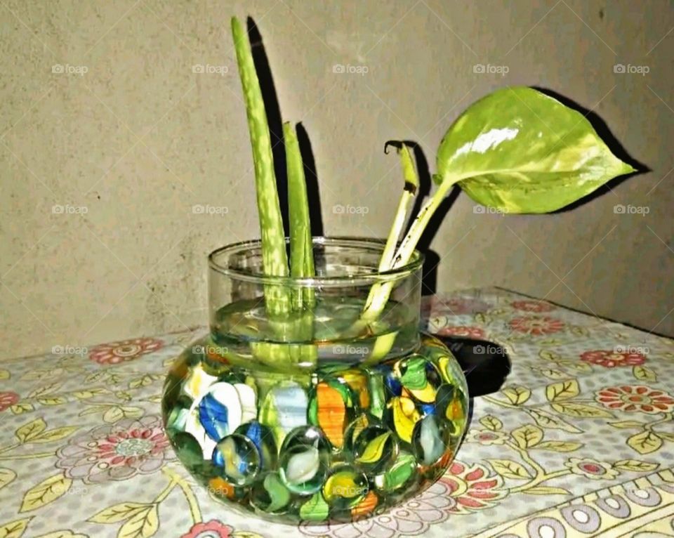 A beautiful and attractive view of a plant.