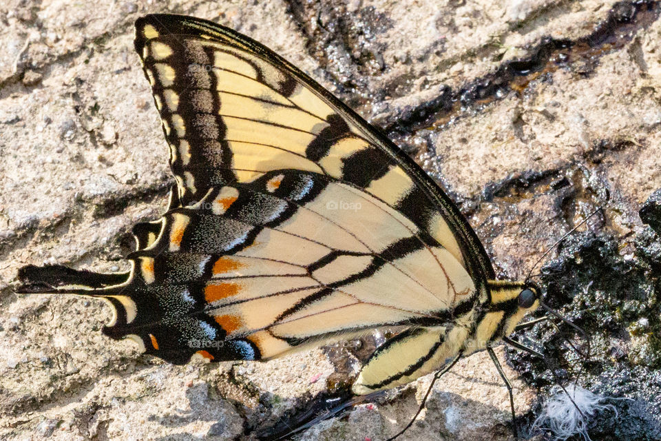 just a random butterfly