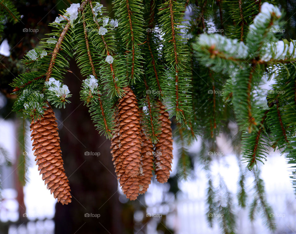 Pinecone on tree in winter